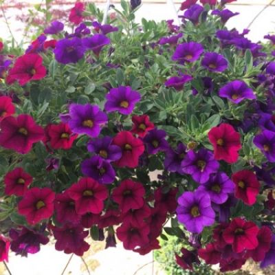 Centro de jardinería