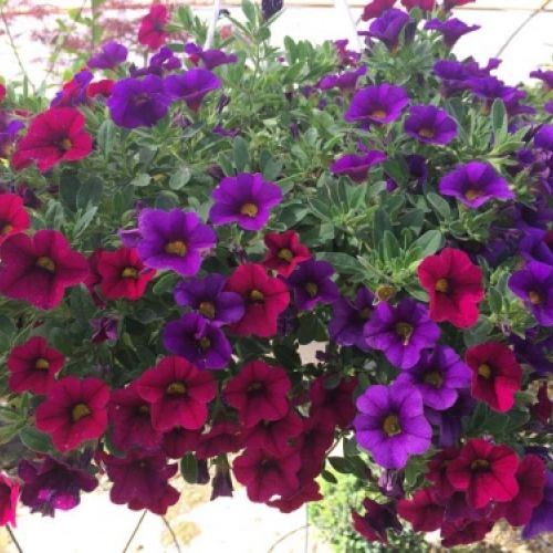 Centro de jardinería