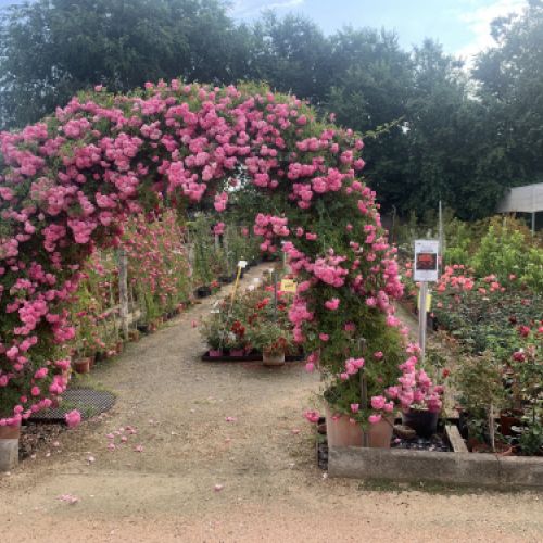 Centro de jardinería