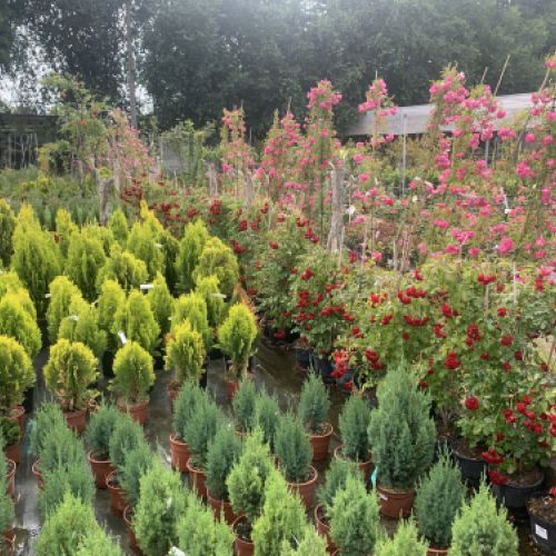 Centro de jardinería