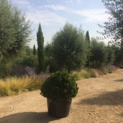 Grandes obras de jardinería